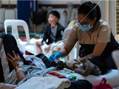 Tỷ lệ huyết thanh nhiễm xoắn khuẩn vàng da khá cao ở bệnh nhân Việt Nam
